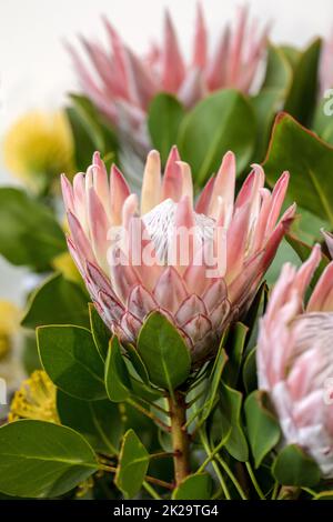 Königsprotea oder Protea cynaroides Die nationale Blume von Südafrika Stockfoto