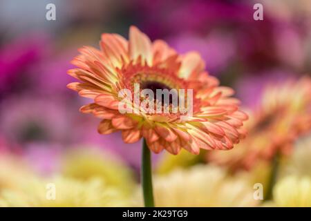 Nahaufnahme einer bunten Gerbera-Blume Stockfoto