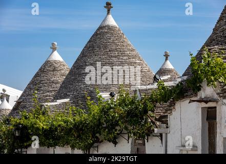 Weinreben auf dem Steindach des Trulli Hauses in Alberobello, Italien. Stockfoto