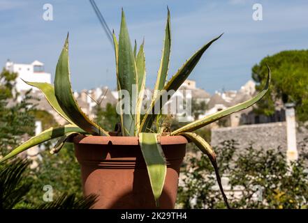 Aloe Vera Pflanze frisches Blatt auf den Außentopf Stockfoto