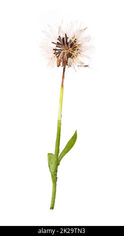 Vertrocknete Arnikapflanze mit Samen für den Anbau Stockfoto