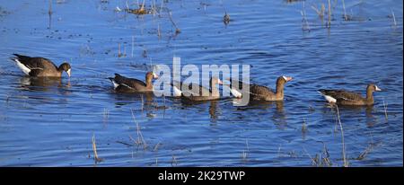 Großmaul-Gänse, die in einer Reihe schwimmen Stockfoto