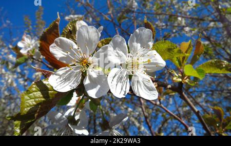 Wilde Kirsche, Blüten unter blauem Himmel Stockfoto