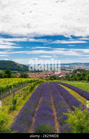 Südmährische Stadt Mikulov mit dem Lavendelfeld in Tschechische Republik Stockfoto