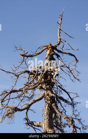 Tote Kanarische Insel Pinus canariensis. Stockfoto