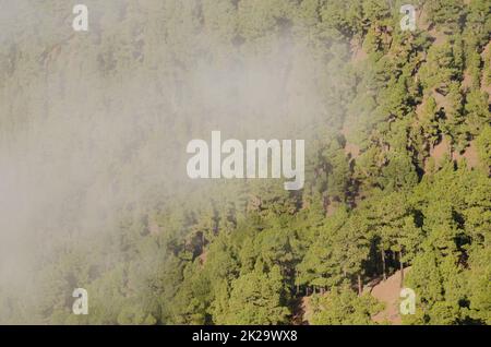 Wald der Kanarischen Insel Kiefer im Nebel. Stockfoto