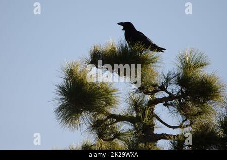 Die Kanarischen Inseln raffen auf einer Kanarischen Insel Kiefer. Stockfoto