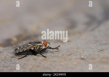 Fleischfliege Sarcophaga Carnaria Grooming. Stockfoto