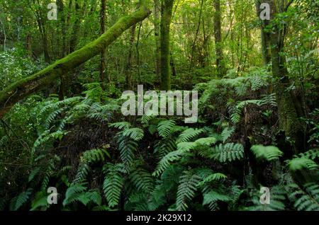 Laurel Wald in Cubo de La Galga. Stockfoto