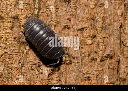 Gewöhnlicher Pillen-Käfer auf einem Baumstamm. Stockfoto