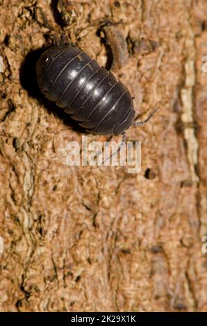 Gewöhnlicher Pillen-Käfer auf einem Baumstamm. Stockfoto