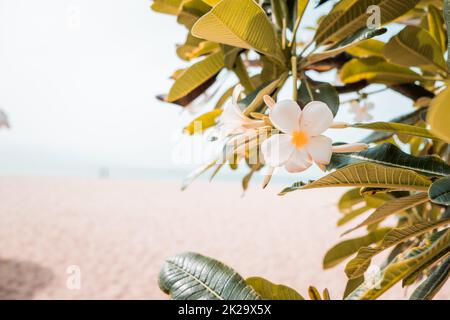 Nahaufnahme einer einzigen schönen weißen Plumeria rubra Blume im Sommer Sonnenlicht. Weicher Fokus tropische Blumen fangipani Plumeria. Sommerferien Hintergrund Stockfoto