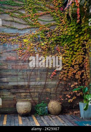 Gelbgrüner Efeu klettert auf einen Holzzaun. Kriechganganlage auf Holzwand des Hauses. Ivy-Weinrebe wächst auf Holzplatten. Klassischer Hintergrund. Garten im Freien. Natürliche Blätter auf Holzplatte bedeckt. Stockfoto