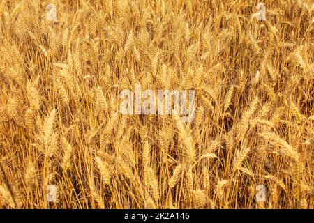 Weizenfeld, beleuchtet durch die Nachmittagssonne. Abstrakte Sommer Hintergrund. Stockfoto