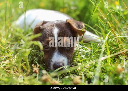 Sieben Wochen alten Jack Russell Terrier Welpen mit in das Gras leuchtet von Sun. Nahaufnahme auf Hund Gesicht. Stockfoto