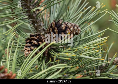 Die Bergkiefer (Pinus mugo) ist eine vielfältige Pflanzenart aus der Gattung der Kiefer (Pinus) innerhalb der Familie der Kiefer (Pinaceae). Stockfoto