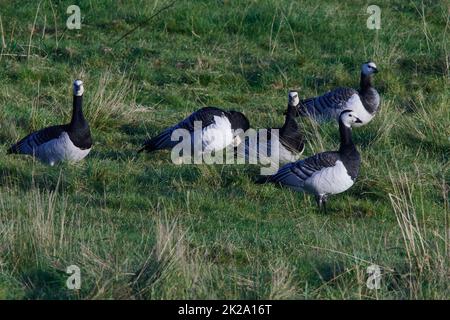 Barnakelgänse im Herbst an der ostsee Stockfoto