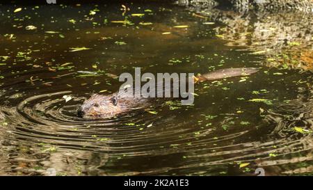 Eurasischen Biber (Castor Fiber) Schwimmen im Teich mit Blättern, nur der Kopf der Oberseite des Körpers mit nassem Fell und Schweif sichtbar. Stockfoto