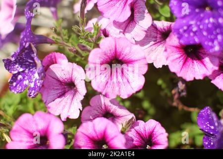 Rosa und Violett Blumen blühen im Frühjahr. Flache Tiefenschärfe, nur Mitte der Blume im Fokus, abstrakte Flowery Hintergrund. Stockfoto