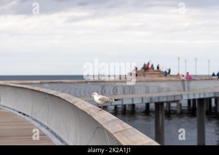 Eine Möwe sitzt auf dem Geländer des neuen Piers in Koserow auf der Insel Usedom. Stockfoto