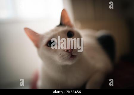 Vorderansicht der Nase einer schwarz-weißen Katze Stockfoto