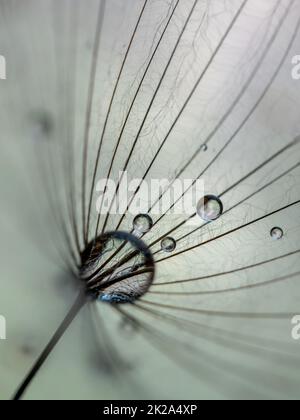 Schöne Wassertropfen auf einem Löwenzahn aus nächster Nähe. Natur Himmelblau Hintergrund. Weichzeichner Stockfoto