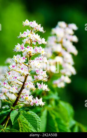 Blüten oder Kastanienblüten, gewöhnliche Rosskastanie (Aesculus hippocastanum) Stockfoto