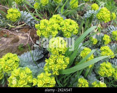 Blühende Myrtenflut, Euphorbia myrsinites, im Frühling Stockfoto