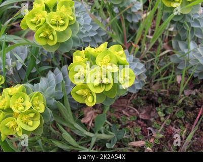 Blühende Myrtenflut, Euphorbia myrsinites, im Frühling Stockfoto