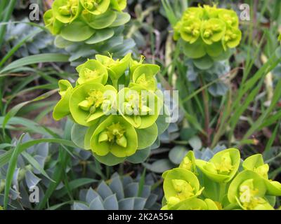 Blühende Myrtenflut, Euphorbia myrsinites, im Frühling Stockfoto