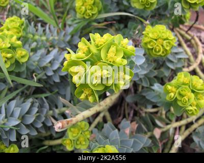 Blühende Myrtenflut, Euphorbia myrsinites, im Frühling Stockfoto