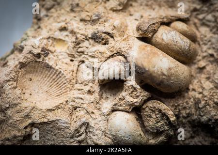 In Sandstein eingeschlossene Meeresschnecken und Meeresmuschelfossilien Stockfoto