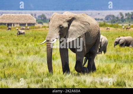 Afrikanische Elefanten, Loxodonta africana, wandern durch den Amboseli Natioanl Park. Stockfoto