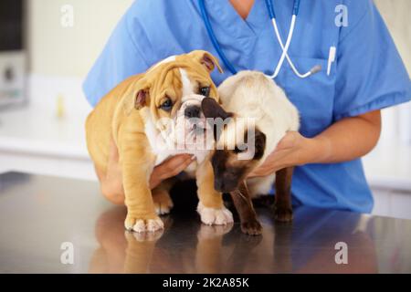 Kleine Patienten spritzen. Ausgeschnittene Aufnahme einer jungen Tierärztin mit einem Bulldoggen-Welpen und einem siamesischen Kätzchen. Stockfoto