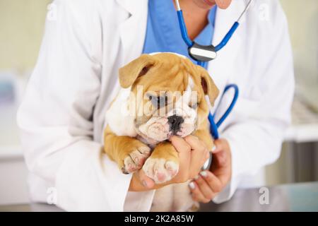 Hes hundertprozentig gesund... und niedlich. Aufnahme eines Tierarztes, der einen Bulldoggen-Welpen über einen Untersuchungstisch rabelt. Stockfoto