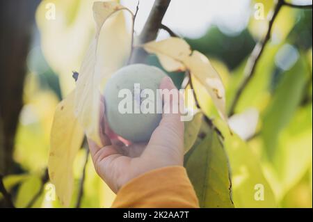 Hand eines Kindes, das eine reife Asimina-Frucht pflückt, die auf einem Pfotenbaum wächst und Herbstblätter vom Sonnenlicht beleuchtet werden. Stockfoto