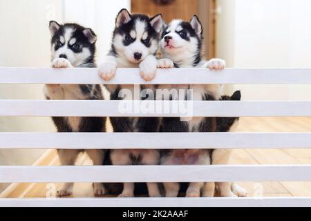 Niedliche Husky Welpen Hunde spielen zusammen zu Hause Stockfoto
