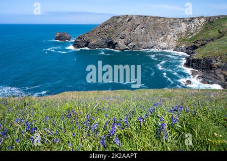 Auf dem South West Coast Path von Tintagel nach Willapark/Bossiney., Cornwall UK. Stockfoto