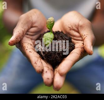 Hes hat einen pflegenden Touch. Ausgeschnittene Aufnahme einer wachsenden Pflanze in den Händen eines mannes. Stockfoto