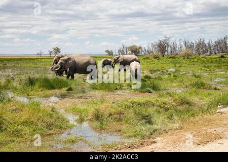 Afrikanische Elefanten, Loxodonta africana, auf überflutetem Gras. Stockfoto