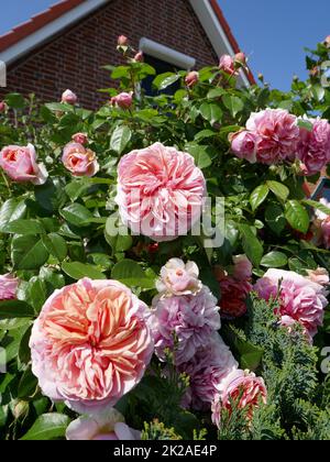 Rosa Rosen vor einem Backsteinhaus Stockfoto