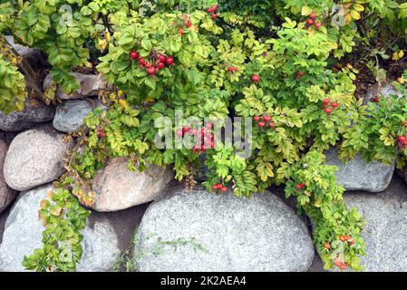 Apfelrose, Rosa rugosa Stockfoto