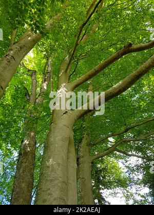 Buche, Fagus sylvatica , ist ein Laubbaum der oft in unseren Waeldern