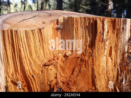 Frisch gesägtes Holz in Nahaufnahme. Detaillierte Konsistenz der Jahresringe auf einer Holzfläche. Stockfoto