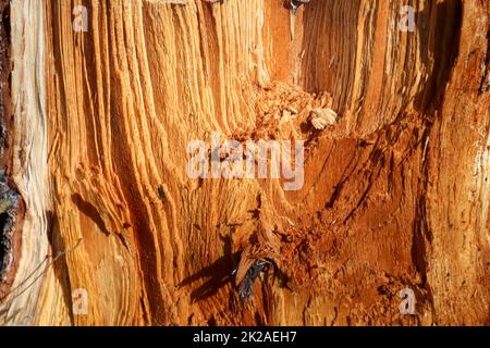 Frisch gesägtes Holz in Nahaufnahme. Detaillierte Konsistenz der Jahresringe auf einer Holzfläche. Stockfoto