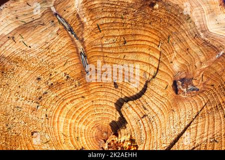 Frisch gesägtes Holz in Nahaufnahme. Detaillierte Konsistenz der Jahresringe auf einer Holzfläche. Stockfoto