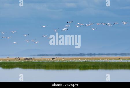 Eine Herde Flamingos überfliegt einen See im Amboseli National Park in Kenia. Stockfoto