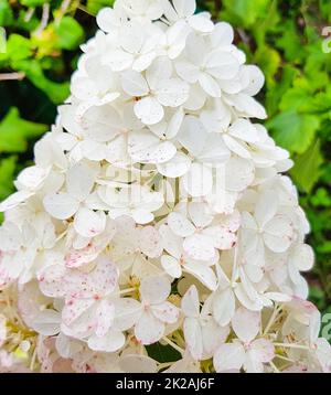 Eine kegelförmige Kappe einer weißen Hortensien-Blüte in einem offenen Garten vor grünem Laub. Nahaufnahme Stockfoto