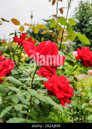 Rote Rosen auf einem Busch im Garten, verschwommener Hintergrund, vertikales Foto Stockfoto