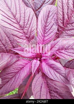 Blumiger Hintergrund roter Amaranthblätter, Phylotaxis - Anordnung der Blätter. Roter Amaranth - Amaranthus gangeticus im Garten auf der Terrasse. Top-down-Ansicht Stockfoto